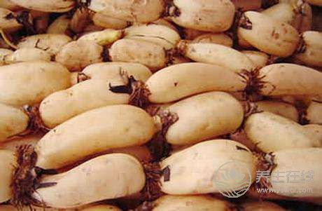 秋天養生要多吃蓮藕