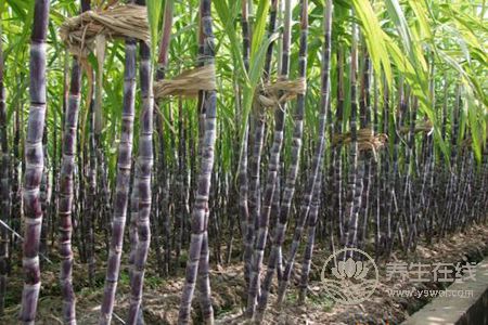 谷雨時節(jié)吃哪些水果好呢?