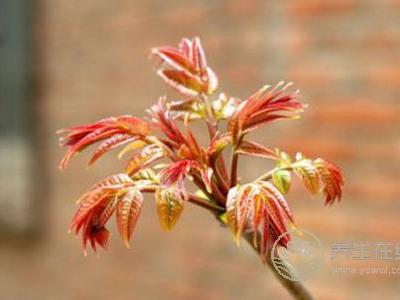 谷雨節氣適合吃哪些食物?