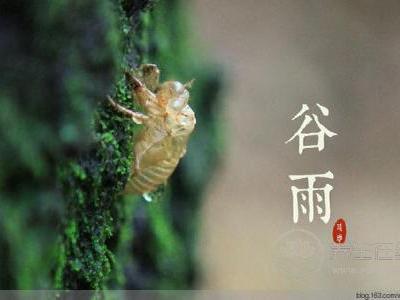 谷雨節氣喝黃酒好不好?