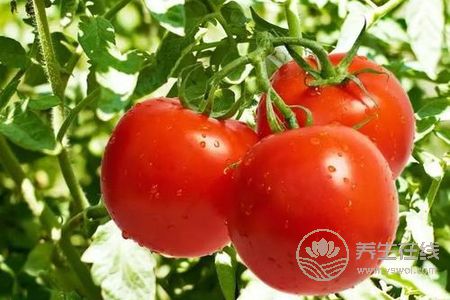 大暑吃哪些蔬菜好呢？