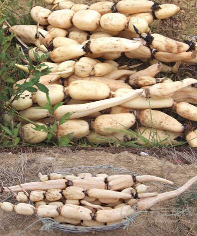 秋分節氣養生必吃10種蔬菜 滋補潤燥