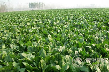 大暑吃哪種蔬菜解暑氣?大暑吃蔬菜好嗎?