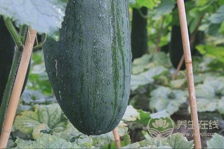 大暑吃哪些瓜果降火?大暑上火吃哪些食物去火?-易網(wǎng)健康養(yǎng)生網(wǎng) 大暑吃哪些瓜果降火?大暑上火吃哪些食物去火?