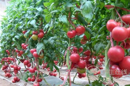 大暑吃哪種蔬菜解暑氣?大暑吃蔬菜好嗎?