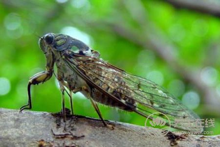 立秋是幾月幾日2019?