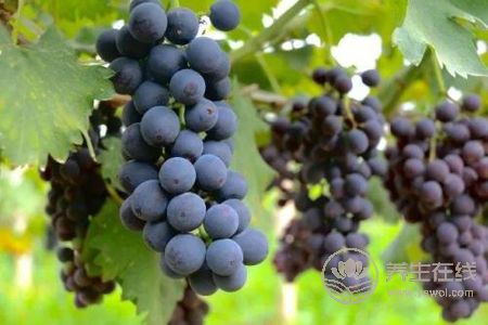 立秋后喝什么湯好?立秋養生湯有哪些?-易網健康養生網 立秋后喝什么湯好?立秋養生湯有哪些?