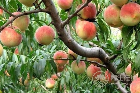 立秋吃什么好?立秋養生食療粥有哪些?