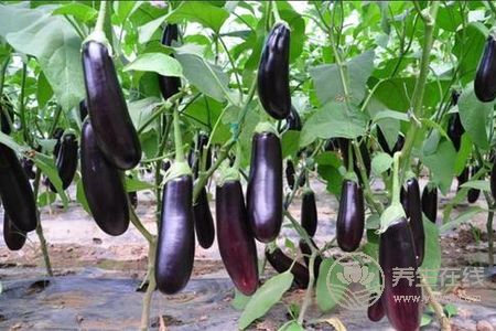 立秋應該吃什么食物好?立秋養生的原則是什么?