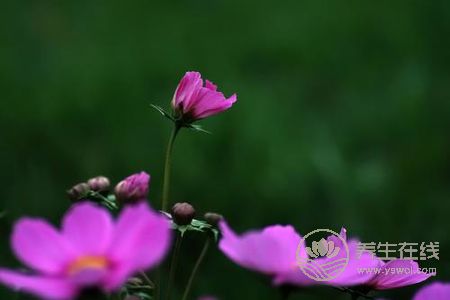 處暑節(jié)氣的含義是什么?處暑是哪個季節(jié)?