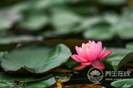 處暑節(jié)氣的含義是什么?處暑是哪個季節(jié)?