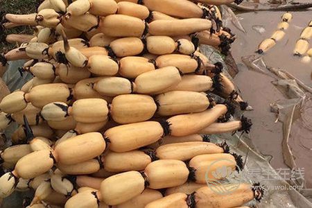 為什么處暑吃蓮藕?處暑吃蓮藕功效有哪些?-易網<a href=http://www.gyfww.com/ target=_blank class=infotextkey>健康養生</a>網 為什么處暑吃蓮藕?處暑吃蓮藕功效有哪些?