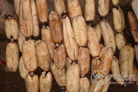 為什么處暑吃蓮藕?處暑吃蓮藕功效有哪些?-易網健康養生網 為什么處暑吃蓮藕?處暑吃蓮藕功效有哪些?