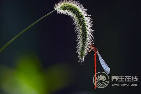 處暑節(jié)氣的含義是什么?處暑后就涼快了嗎?-易網(wǎng)<a href=http://www.gyfww.com/ target=_blank class=infotextkey>健康養(yǎng)生</a>網(wǎng) 處暑節(jié)氣的含義是什么?處暑后就涼快了嗎?