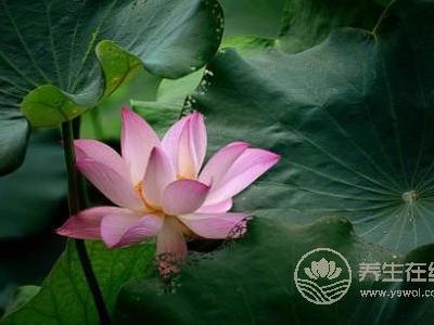 處暑節氣的特點是什么?什么是處暑呢?