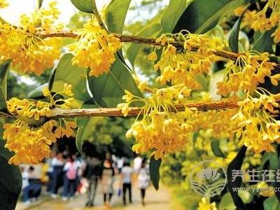 中秋節習俗有哪些?中秋節的由來是什么?