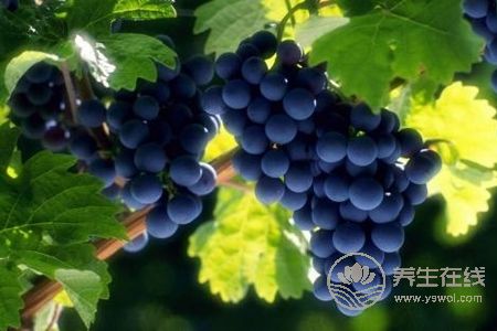 秋分習俗要吃什么?秋分禁忌吃什么?-易網健康養(yǎng)生網 秋分習俗要吃什么?秋分禁忌吃什么?