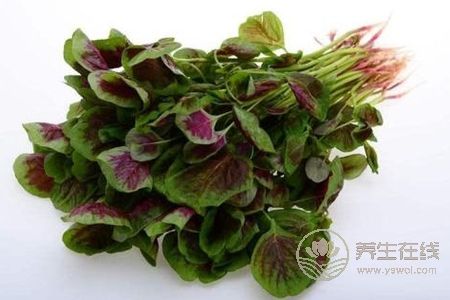 秋季血壓高吃哪些食物好?秋季常見降壓菜有哪些?-易網健康<a href=http://www.gyfww.com/jkys/ target=_blank class=infotextkey>養生</a>網 秋季血壓高吃哪些食物好?秋季常見降壓菜有哪些?