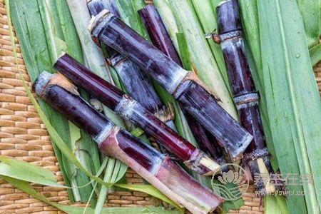 秋季咽炎吃什么?秋季咽炎發作原因是什么?-易網<a href=http://www.gyfww.com/ target=_blank class=infotextkey>健康養生</a>網 秋季咽炎吃什么?秋季咽炎發作原因是什么?