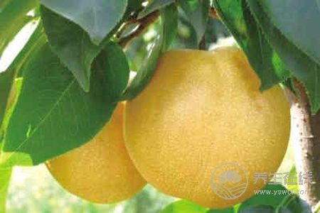 秋季兒童清肺吃什么?秋季兒童清肺食譜有哪些?-易網(wǎng)<a href=http://www.gyfww.com/ target=_blank class=infotextkey>健康養(yǎng)生</a>網(wǎng) 秋季兒童清肺吃什么?秋季兒童清肺食譜有哪些?