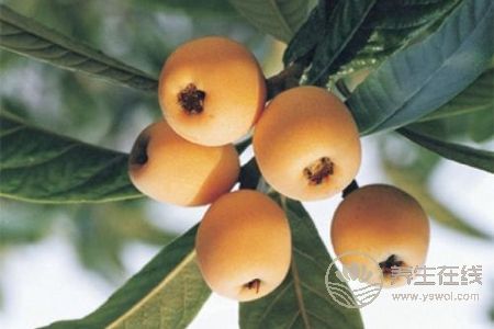 秋季吃什么食物瀉火?秋季泄火茶有哪些?