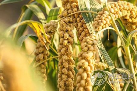 秋季胃口不好吃什么呢?秋季胃口不好的原因是什么?-易網健康<a href=http://www.gyfww.com/jkys/ target=_blank class=infotextkey>養生</a>網 秋季胃口不好吃什么呢?秋季胃口不好的原因是什么?