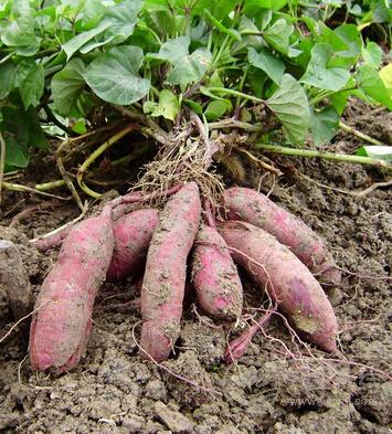 秋分進補離不開四大“寶”-易網健康養生網 秋分進補離不開四大“寶”