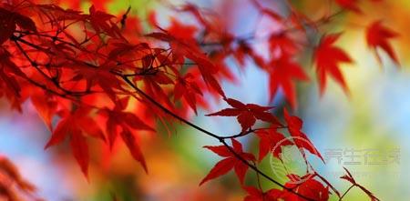 秋分談養生 如何度過“多事之秋”