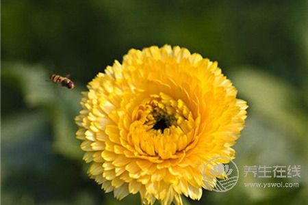 重陽節(jié)吃什么食物對人的身體最好?重陽節(jié)的飲食禁忌有哪些?