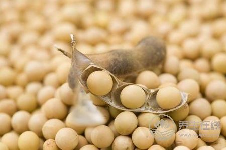 寒露吃什么食物養(yǎng)生?寒露時令食物有哪些?