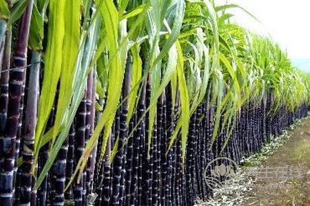 寒露養(yǎng)生的注意事項有哪些?寒露養(yǎng)生食譜有哪些?-易網(wǎng)健康養(yǎng)生網(wǎng) 寒露養(yǎng)生的注意事項有哪些?寒露養(yǎng)生食譜有哪些?