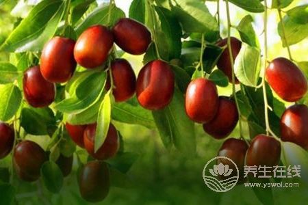 寒露有那些水果成熟?寒露節(jié)氣的食療食譜有哪些?-易網(wǎng)健康養(yǎng)生網(wǎng) 寒露有那些水果成熟?寒露節(jié)氣的食療食譜有哪些?