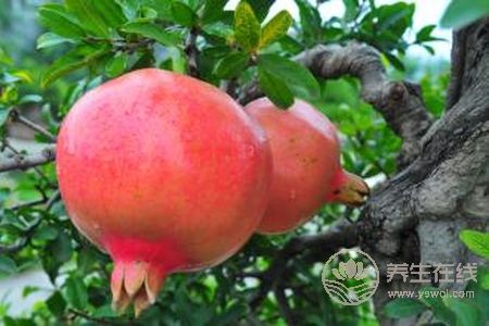 寒露有那些水果成熟?寒露節(jié)氣的食療食譜有哪些?-易網(wǎng)健康養(yǎng)生網(wǎng) 寒露有那些水果成熟?寒露節(jié)氣的食療食譜有哪些?