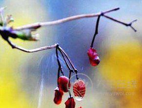 立夏如何養生 謹防的3種疾病-易網<a href=http://www.gyfww.com/ target=_blank class=infotextkey>健康養生</a>網 立夏如何養生 謹防的3種疾病