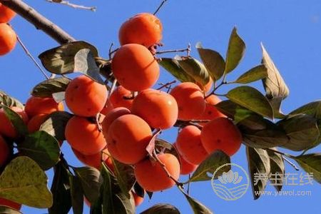 霜降的時候吃什么?霜降飲食原則是什么?