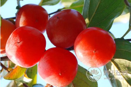 霜降養(yǎng)生吃柿子好嗎?霜降養(yǎng)生吃柿子的好處是什么?-易網(wǎng)健康養(yǎng)生網(wǎng) 霜降養(yǎng)生吃柿子好嗎?霜降養(yǎng)生吃柿子的好處是什么?