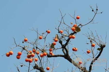 霜降養生食物有哪些?霜降節氣吃柿子和栗子好處是什么?