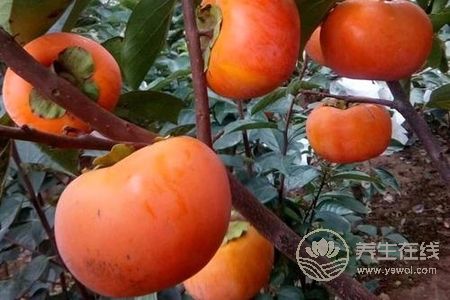 霜降養生食物有哪些?霜降節氣吃柿子和栗子好處是什么?