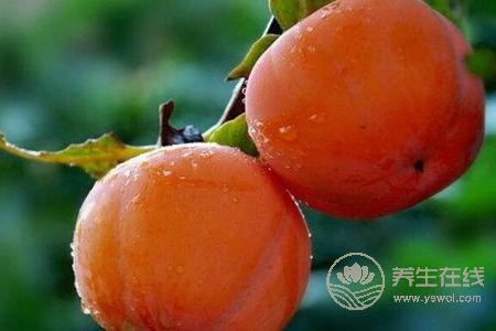 霜降養(yǎng)生吃柿子好嗎?霜降養(yǎng)生吃柿子的好處是什么?-易網(wǎng)<a href=http://www.gyfww.com/ target=_blank class=infotextkey>健康養(yǎng)生</a>網(wǎng) 霜降養(yǎng)生吃柿子好嗎?霜降養(yǎng)生吃柿子的好處是什么?