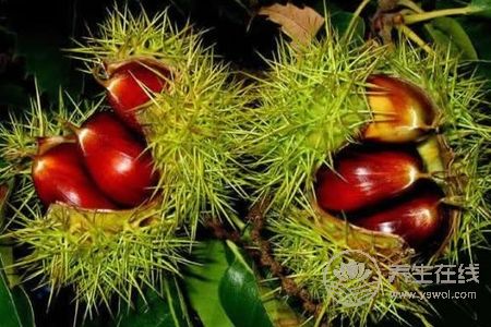 霜降養生吃板栗好嗎?霜降吃板栗的功效是什么?