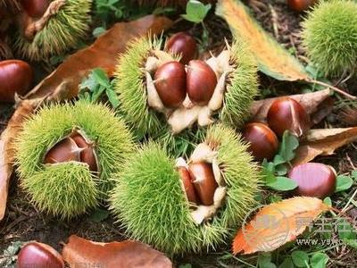 霜降養(yǎng)生吃板栗好嗎?霜降吃板栗的功效是什么?