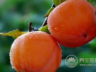 霜降養生吃柿子好嗎?霜降養生吃柿子的好處是什么?