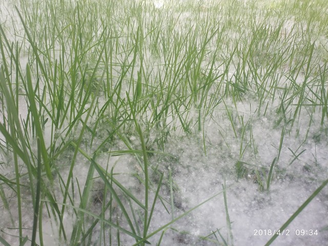 楊花和柳絮有什么區別，外觀相似并不代表本質一樣