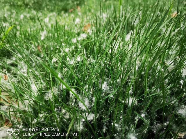 楊花和柳絮有什么區別，外觀相似并不代表本質一樣