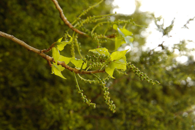 楊花和柳絮有什么區別，外觀相似并不代表本質一樣