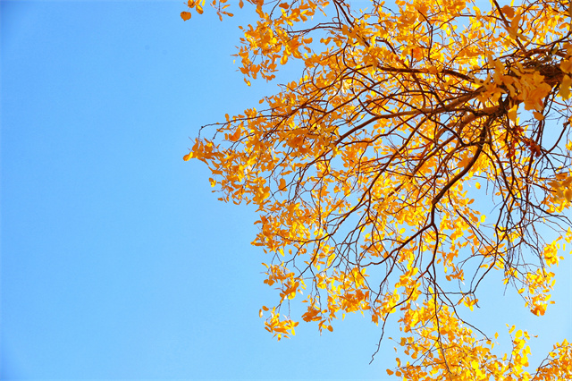 如何預防秋老虎?秋老虎時期吃什么好?-易網健康<a href=http://www.gyfww.com/jkys/ target=_blank class=infotextkey>養生</a>網 如何預防秋老虎?秋老虎時期吃什么好?