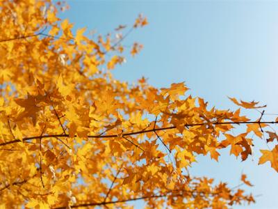 秋天手腳冰涼怎么緩解？手腳冰涼吃什么好？