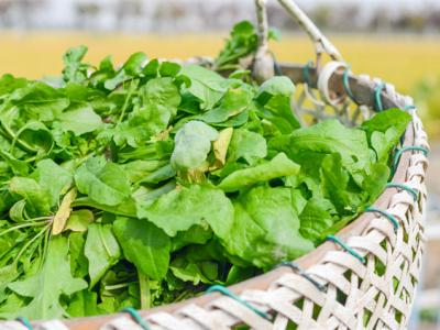 立春野菜生，這些野菜既營(yíng)養(yǎng)又美味