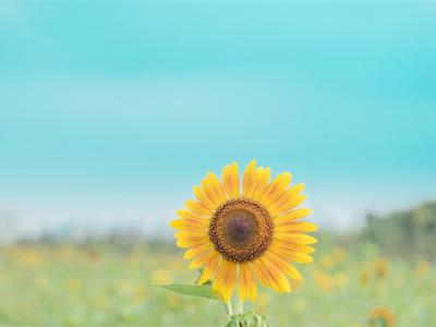 春季最適合養(yǎng)肝，這些人千萬別錯過