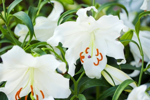 春季過敏，外出踏青要注意哪些問題？